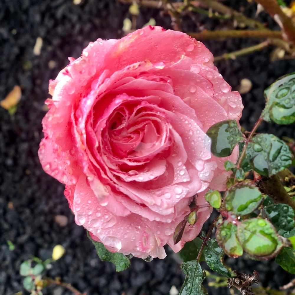 Meet your Posher, Chelses